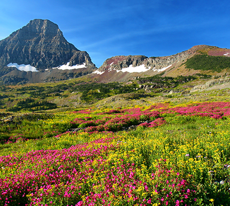 mountains and flowers